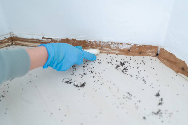 Wasp Removal Services in Pablo, MT